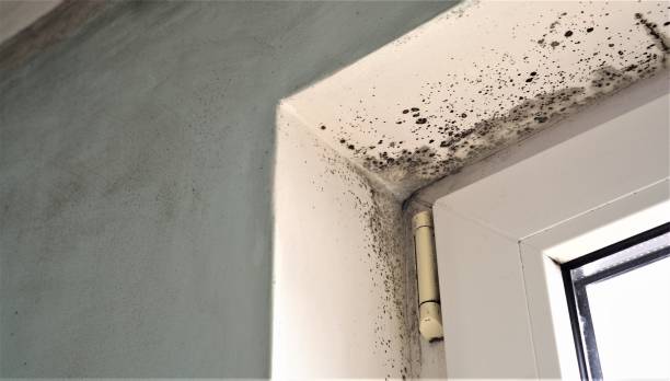 Best Mold Odor Removal Services  in Schertz, TX